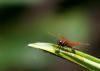 191379 – Photo : Christine Deconinck – Costa Rica