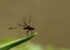 191480 – Photo : Christine Deconinck – Costa Rica