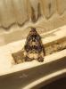 191165 – Photo : The Ghost Nightjar – France (56)