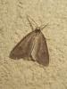 191969 – Photo : The Ghost Nightjar – France (56)