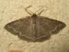 191966 – Photo : The Ghost Nightjar – France (56)