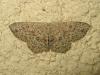 191773 – Photo : The Ghost Nightjar – France (56)