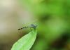 191173 – Photo : Christine Deconinck – Costa Rica