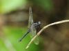 191244 – Photo : Christine Deconinck – Costa Rica