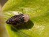 Philaenus spumarius