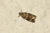 Celypha lacunana