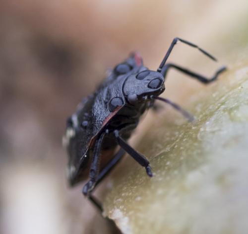 Nezara viridula