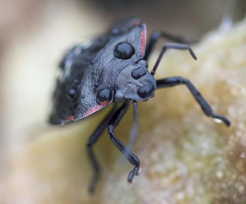 Nezara viridula