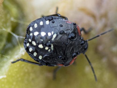 Nezara viridula