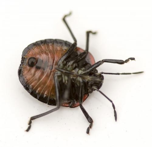 Nezara viridula