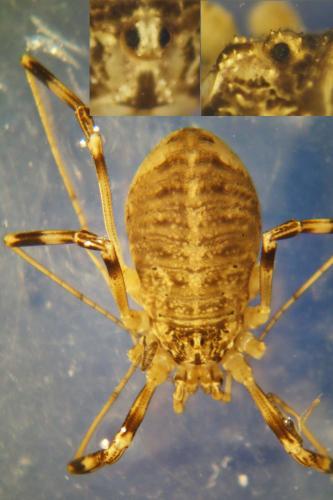 Réf. 192 470 : Opilio saxatilis