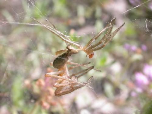 Agelena labyrinthica