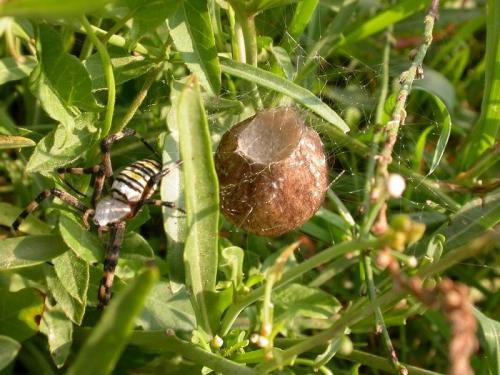Argiope bruennichi