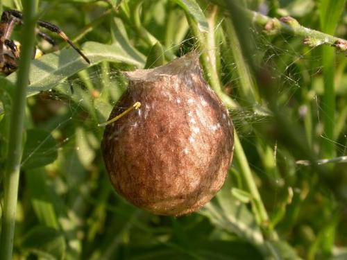 Argiope bruennichi