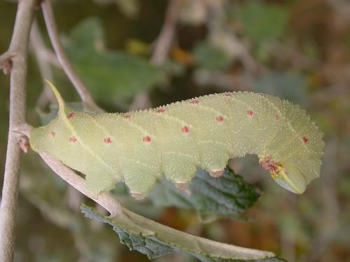 Laothoe populi