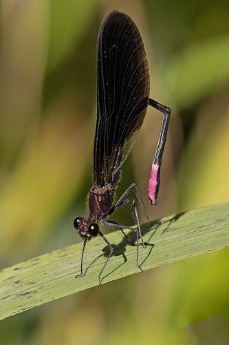 Calopteryx haemorrhoidalis