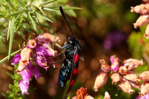 Zygaena filipendulae
