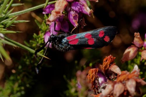 Zygaena filipendulae