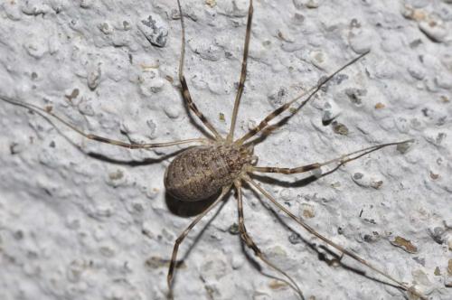Réf. 192 322 : Opilio saxatilis