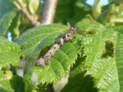 Phigalia pilosaria
