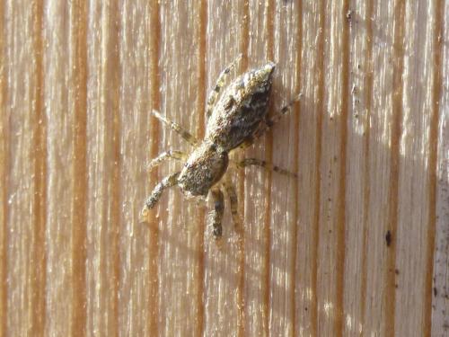 Marpissa muscosa