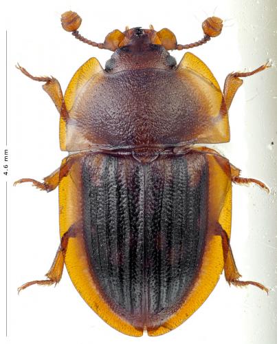 Amphotis marginata