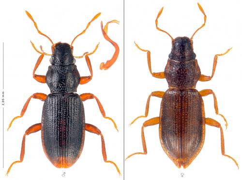 Hydraena producta