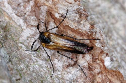 Réf. 192 245 : Metoecus paradoxus