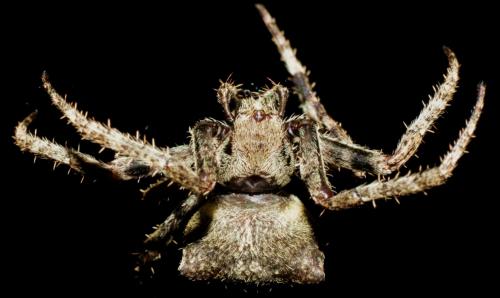 Araneus angulatus