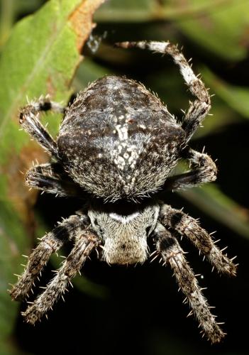 Araneus angulatus