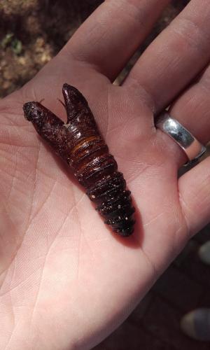 Cossus cossus