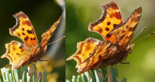 Polygonia satyrus