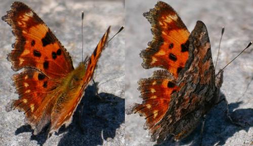Polygonia faunus