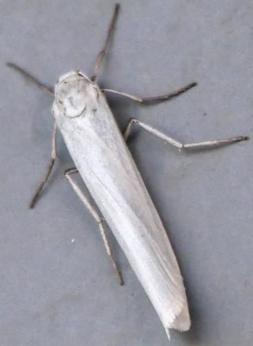 Crambidia casta
