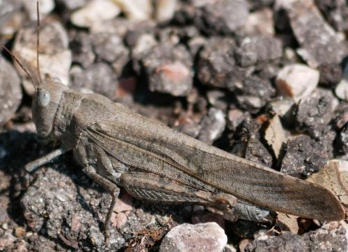 Réf. 192 922 : Dissosteira sp.