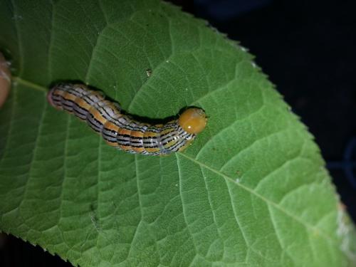 Symmerista leucitys