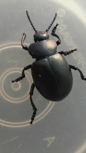 Timarcha tenebricosa