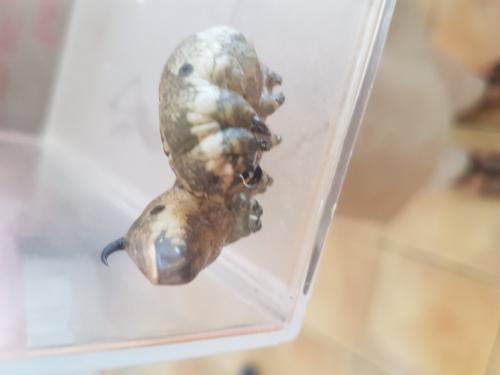 Agrius convolvuli