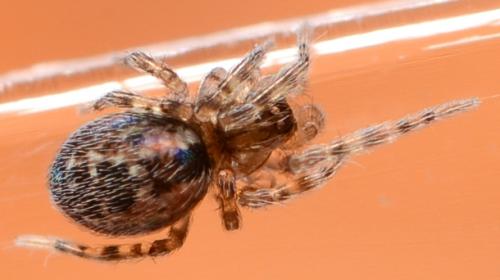 Lathys humilis
