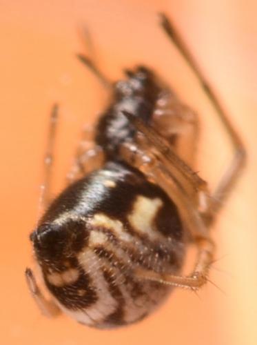 Réf. 192 243 : Frontinellina frutetorum