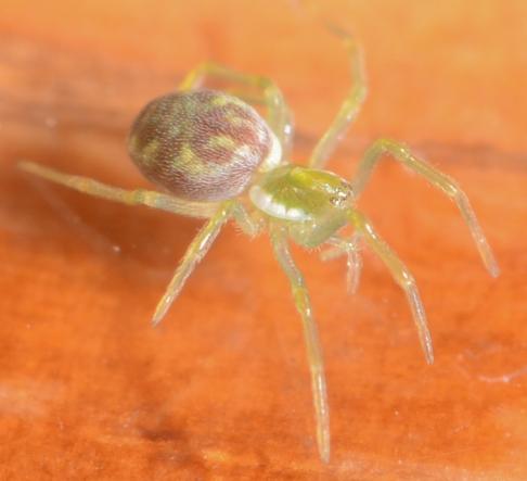 Nigma flavescens
