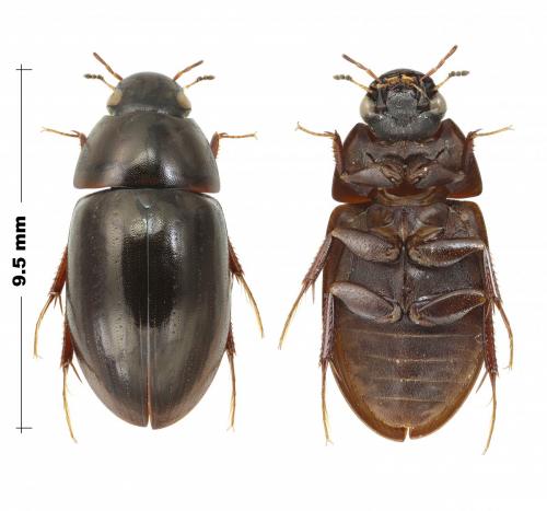 Réf. 192 666 : Limnoxenus niger