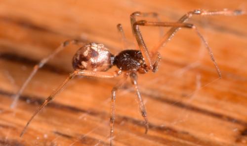 Steatoda triangulosa