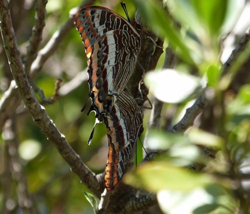 Charaxes jasius