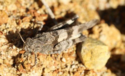 Oedipoda caerulescens caerulescens