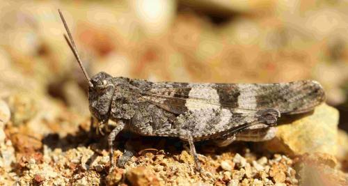 Réf. 192 375 : Oedipoda caerulescens caerulescens