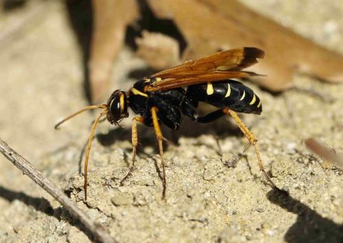 Réf. 192 590 : Batozonellus lacerticida