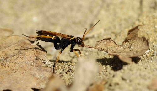 Réf. 192 591 : Batozonellus lacerticida