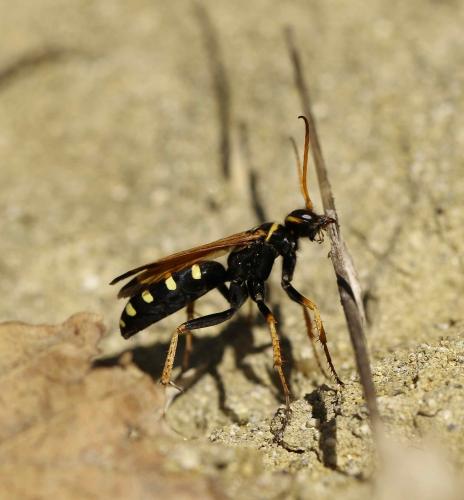 Réf. 192 592 : Batozonellus lacerticida