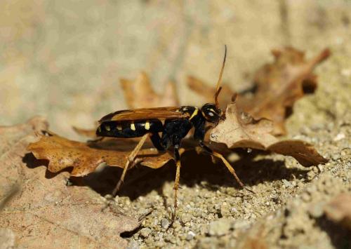 Réf. 192 593 : Batozonellus lacerticida